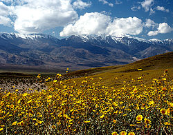 Death Valley Gerea canescens